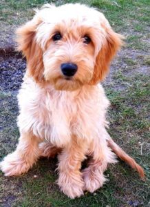 Teddy the Cockapoo